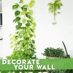 Plant Climbing Wall Clip Self-Adhesive Hook